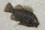 Two, Detailed Fossil Fish (Cockerellites) - Wyoming #151604-1